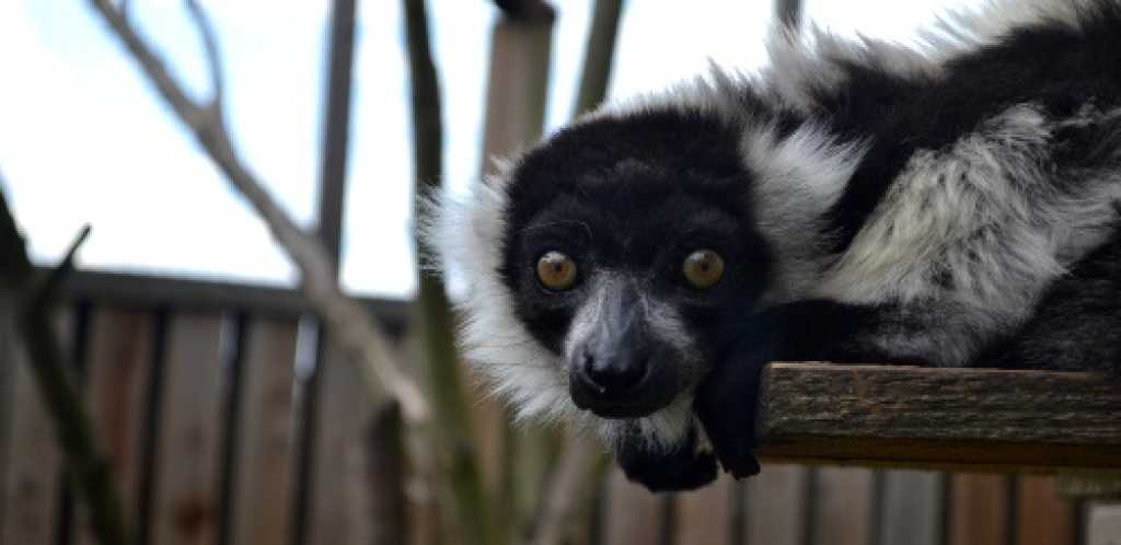 lemur
